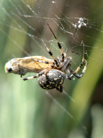 Western spotted orb weaver - Neoscona oaxacensis