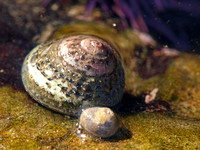 Turban snail - Tegula sp.