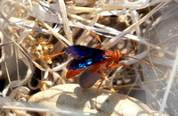 Mud-nesting spider wasp - Ageniella coronata