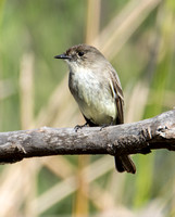 Eastern Phoebe - Sayornis phoebe (vagrant)
