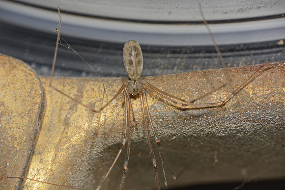 Long-bodied cellar spider - Pholcus phalangioides