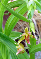 Western Stream Orchid - Epipactis gigantea