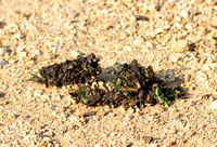 Fig-eater beetle - Cotinis mutabilis in coyote scat