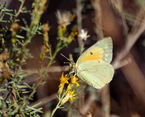 Orange sulphur - Colias eurytheme