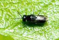 Cuckoo wasp - Omalus sp.