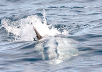 Risso's dolphin - Grampus griseus