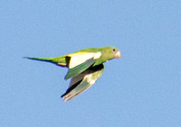 Yellow-chevroned - Parakeet Brotogeris chiriri