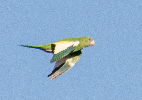 Yellow-chevroned - Parakeet Brotogeris chiriri