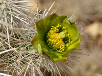 Teddy Bear Cholla – Opuntia bigelovii
