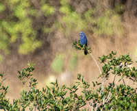 Blue Grosbeak - Passerina caerulea