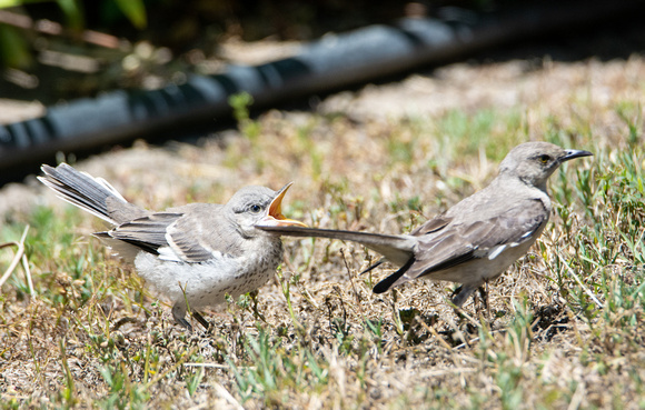 Northern Mockingbird - Mimus polyglottos
