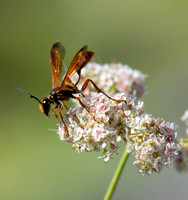 Grass carrying wasp - Isodontia elegans