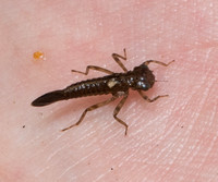 Dancer - Argia sp.