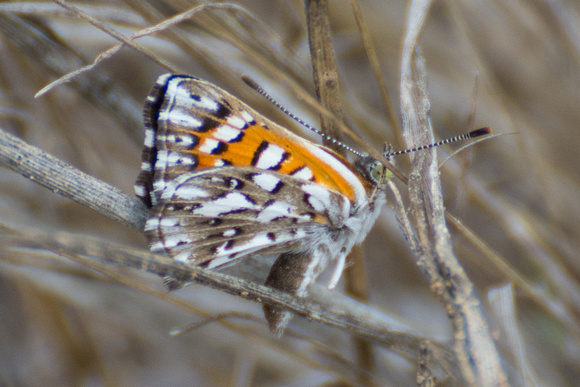 Behr's metalmark - Apodemia virgulti