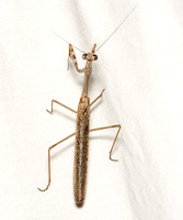 California Mantis - Stagmomantis californica