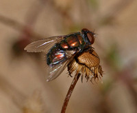 Copperbottle fly - Lucilia cuprina