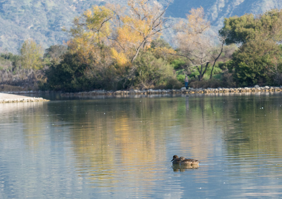 Gadwall - Anas strepera