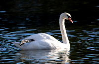 Mute Swan - Cygnus olor