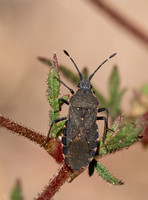 Leaf-footed bug - Catorhintha apicalis