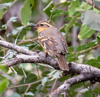 Varied Thrush - Ixoreus naevius