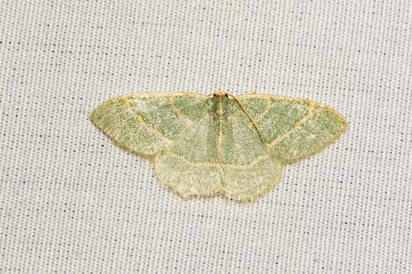 Emerald moth - Chlorochlamys appellaria