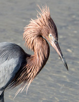 Pelicans, Cormorants, and Herons