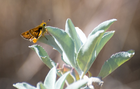 Rural skipper - Ochlodes agricola