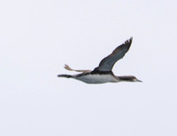 Pacific Loon - Gavia pacifica
