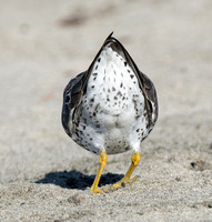 Surfbird - Calidris virgata