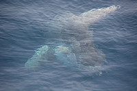 Ocean sunfish - Mola mola