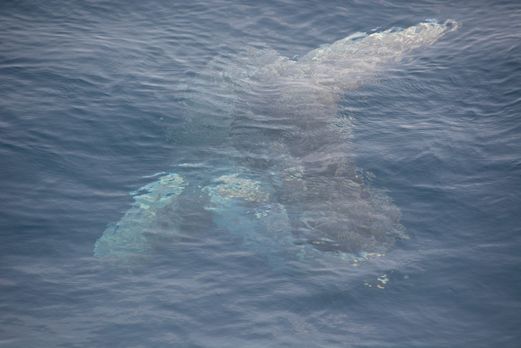 Ocean sunfish - Mola mola