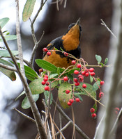 Varied Thrush - Ixoreus naevius