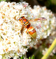 Mason wasp - Euodynerus pratensis