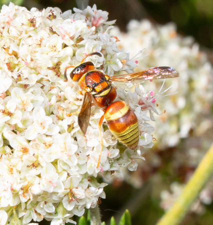 Mason wasp - Euodynerus pratensis