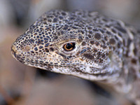 Long-nosed Leopard Lizard -Gambelia wislizenii