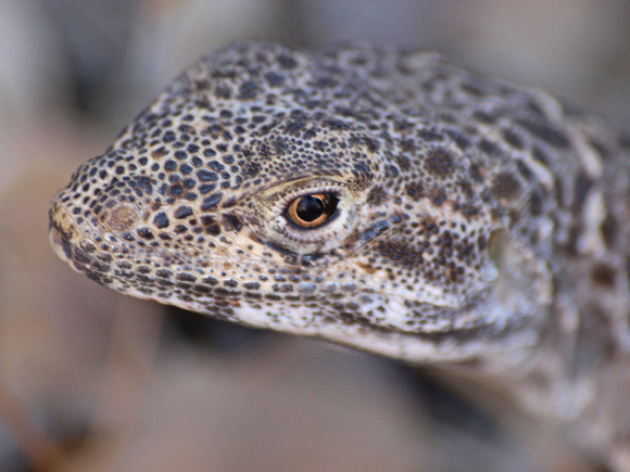 Long-nosed Leopard Lizard -Gambelia wislizenii