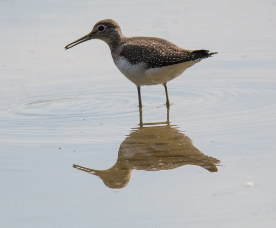 Solitary Sandpiper - Tringa solitaria