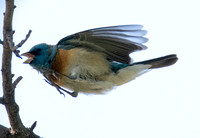 Lazuli Bunting - Passerina amoena