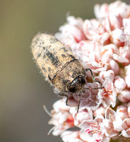 Yellow-marked Buprestid - Acmaeodera hepburnii