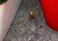 Long-bodied cellar spider - Pholcus phalangiodes