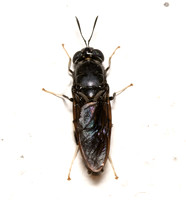 Black soldier fly - Hermita illucens