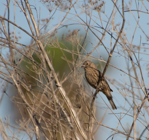 House Finch - Carpodacus mexicanus