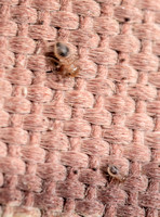 Granary booklouse - Cerobasis sp. (baby)