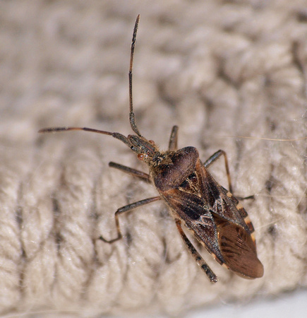 Western Conifer Seed Bug - Leptoglossus occidentalis