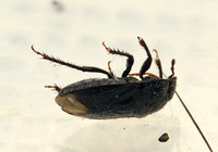 Burrowing bug - Unidentified sp.