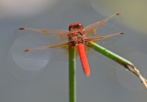 Cardinal Meadowhawk - Sympetrum illotum