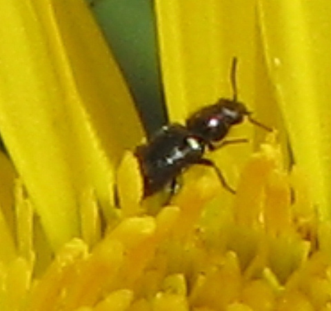 Flower beetle - Unidentified sp.