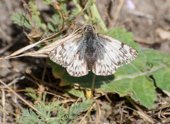 Northern White Skipper - Heliopetes ericetorum