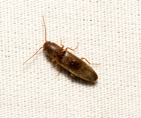 Click beetle - Dalopius sp