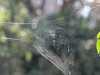 Orb web